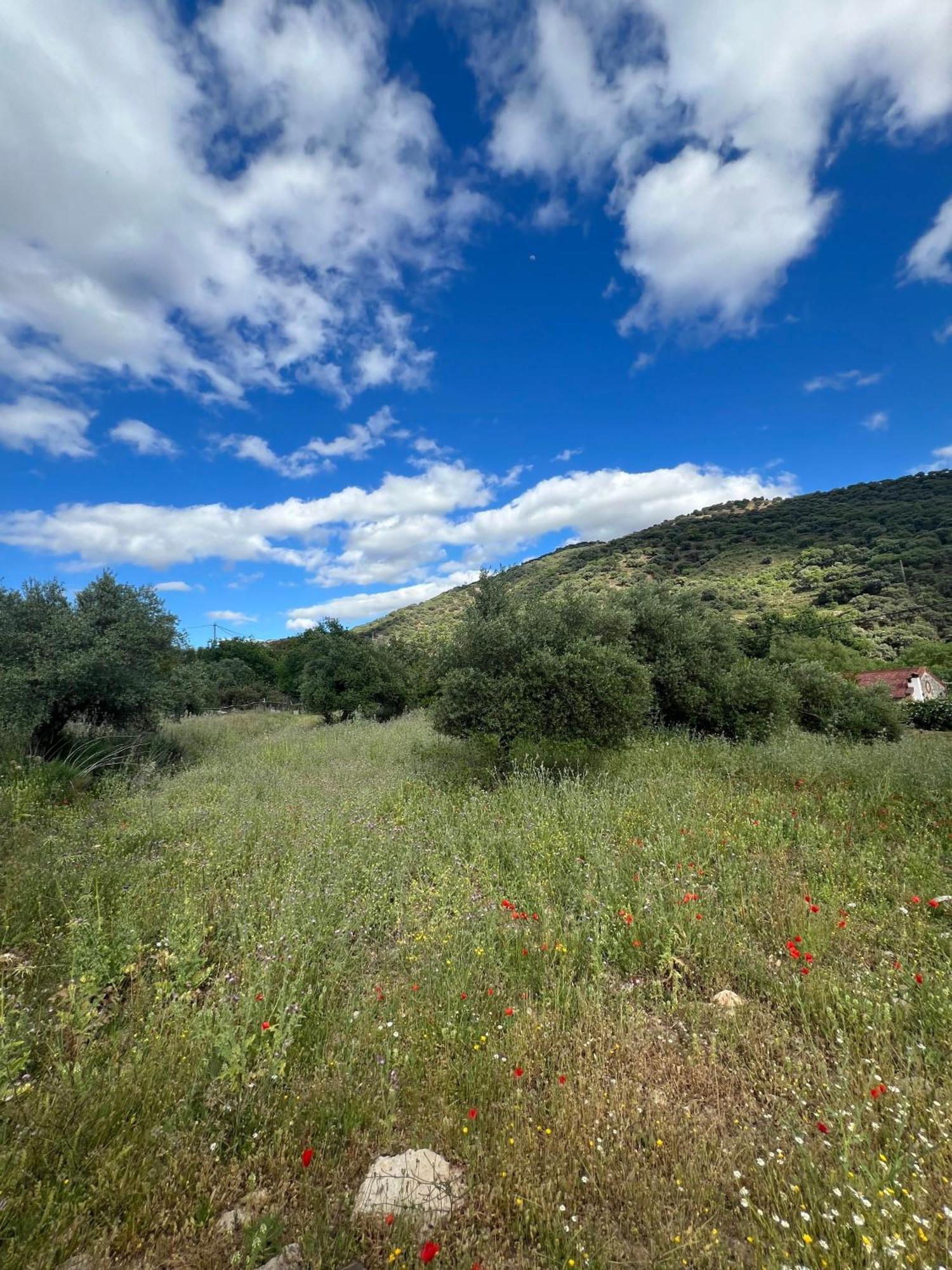 Casa Rural Las Rosas De Benaoján Exteriör bild