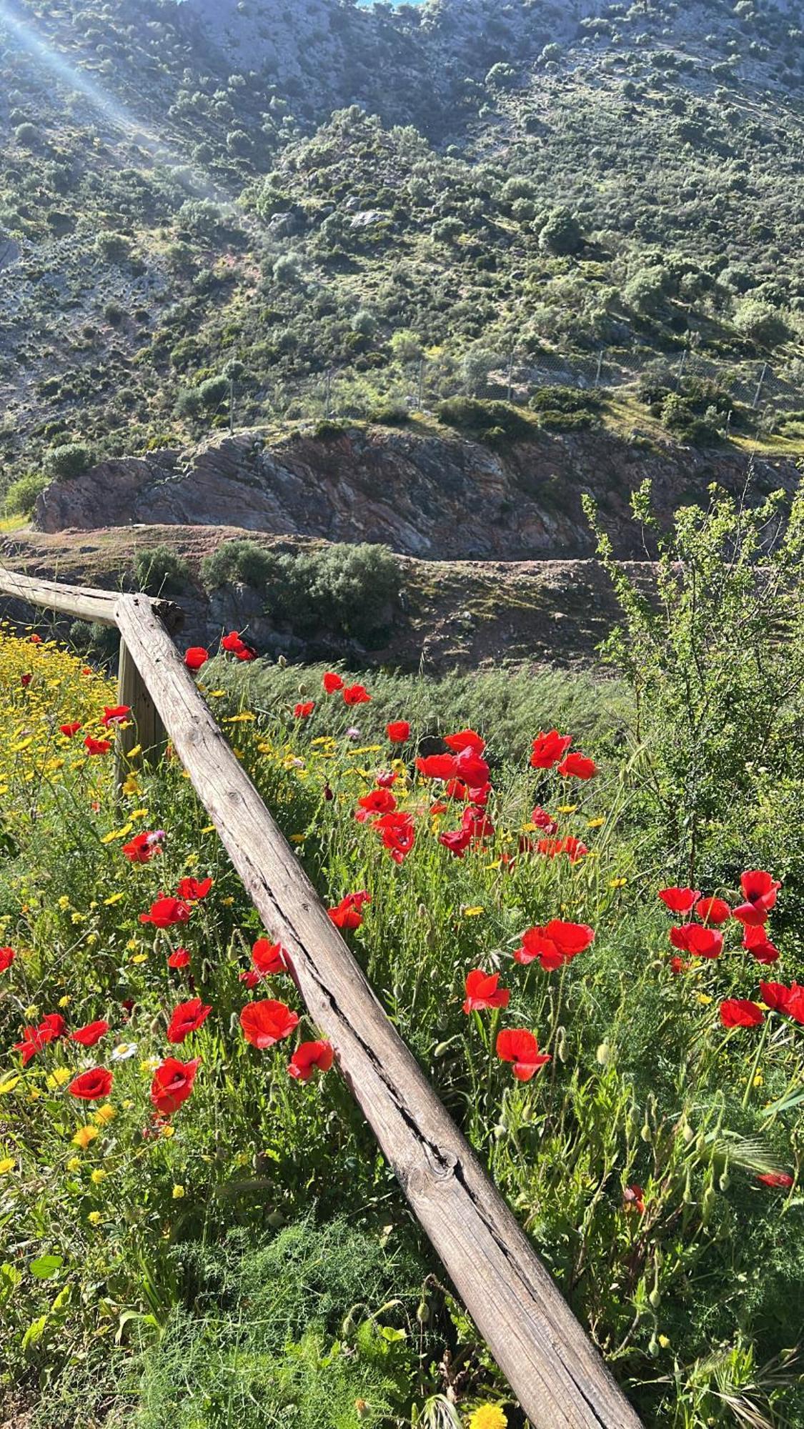 Casa Rural Las Rosas De Benaoján Exteriör bild
